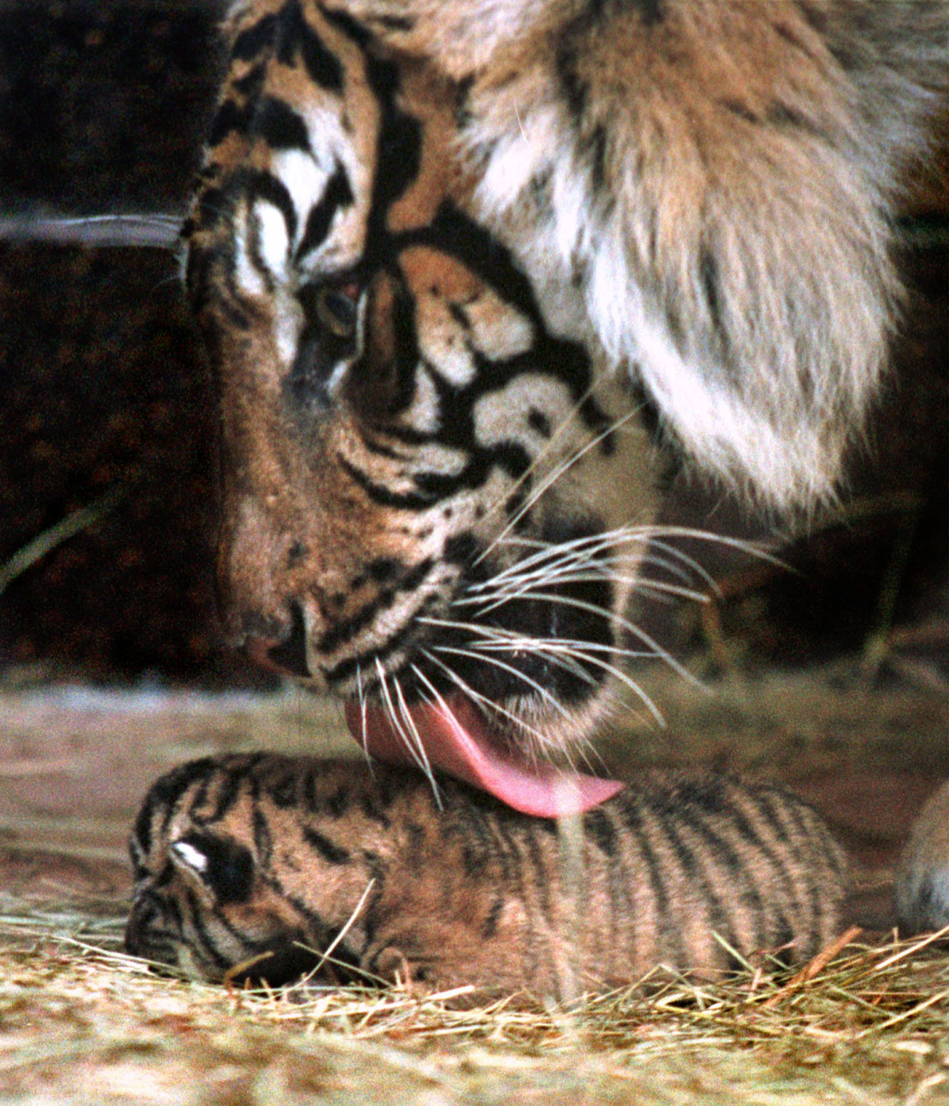 zoo babies